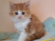 �C���[�W03