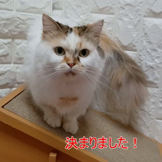 成猫2