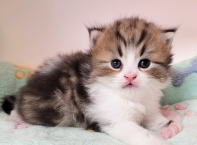 �C���[�W04