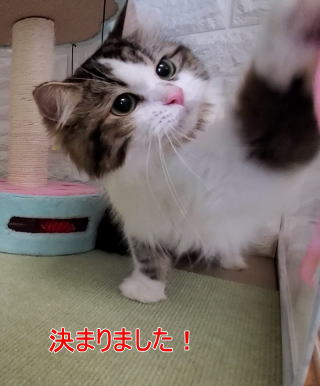 成猫3 class=